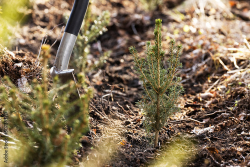 Fotografi Planting small Spruce saplings on a clear-cut area as a part of reforestation