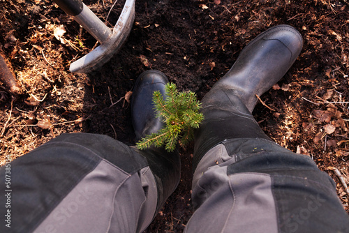 Fotografia Planting small Spruce saplings on a clear-cut area as a part of reforestation