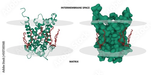 Structure of the bovine mitochondrial ADP-ATP carrier (translocase 1). 3D cartoon and Gaussian surface models, PDB 2c3e, white background. photo