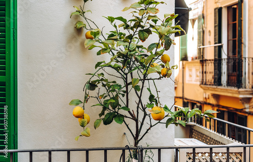 Obraz na płótnie Lemon tree with fruits on the balcony of a Spanish house w salonie