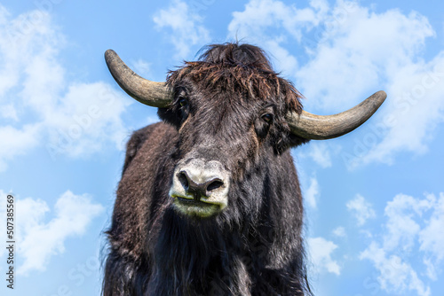 Portrait of a brown yak bull in summer outdoors, Bos mutus photo