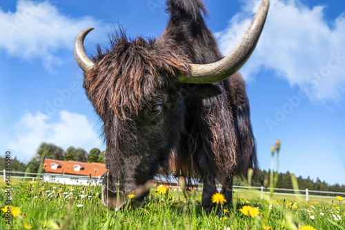 Portrait of a brown yak bull in summer outdoors, Bos mutus photo