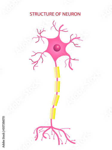 Neuron cell vector information on white background