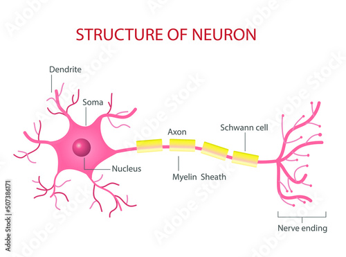 Neuron cell vector information on white background