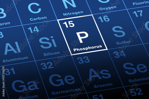 Phosphorus on periodic table of the elements. Chemical element with symbol P and atomic number 15. An element essential to sustaining life, largely through phosphates. Used in fertilizer production. photo