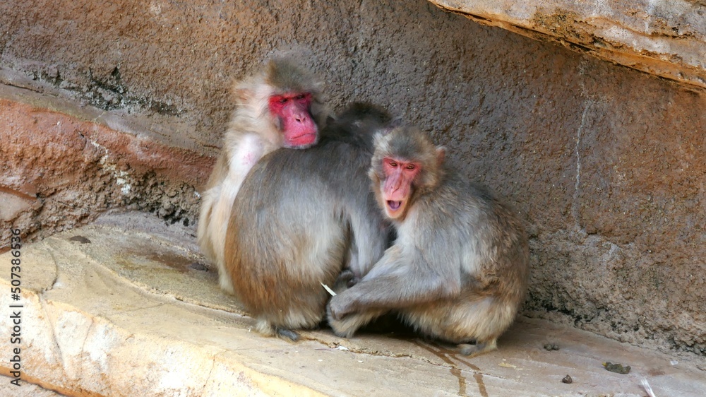 Obraz premium 動物園の昼下がりでくつろいでいるサルたち