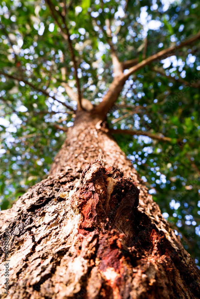 Naklejka premium Bottom view of texture tree trunk to blurred leaves of big tree in public park. Fresh environment in park