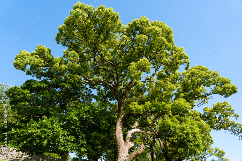 custom made wallpaper toronto digital五月晴れA