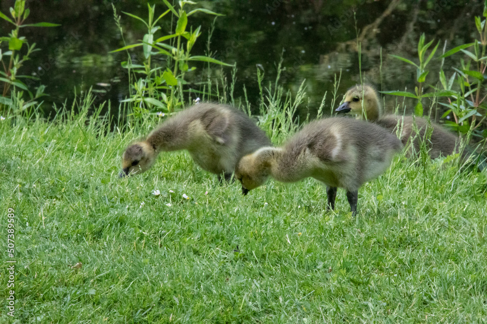 Close up of beautiful yellow fluffy greylag goose babies goslings in spring, Anser anser is a species of large goose in the waterfowl family Anatidae Close up of beautiful yellow fluffy greylag goose babies goslings in spring, Anser anser is a species of large goose in the waterfowl family Anatidae