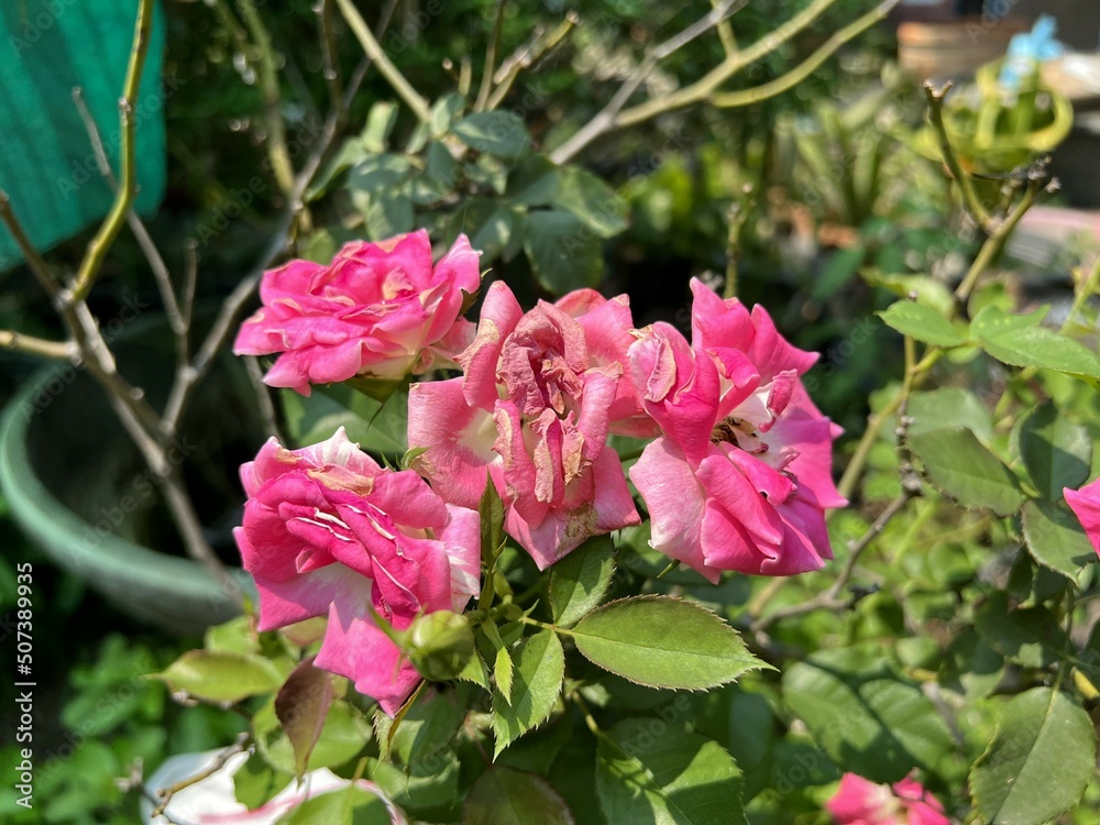 pink rose flower in nature garden