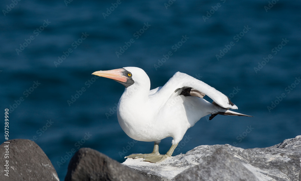 Fototapeta premium Nazca Booby at Punta Suarez, Espanola Island, Galapagos, Ecuador 