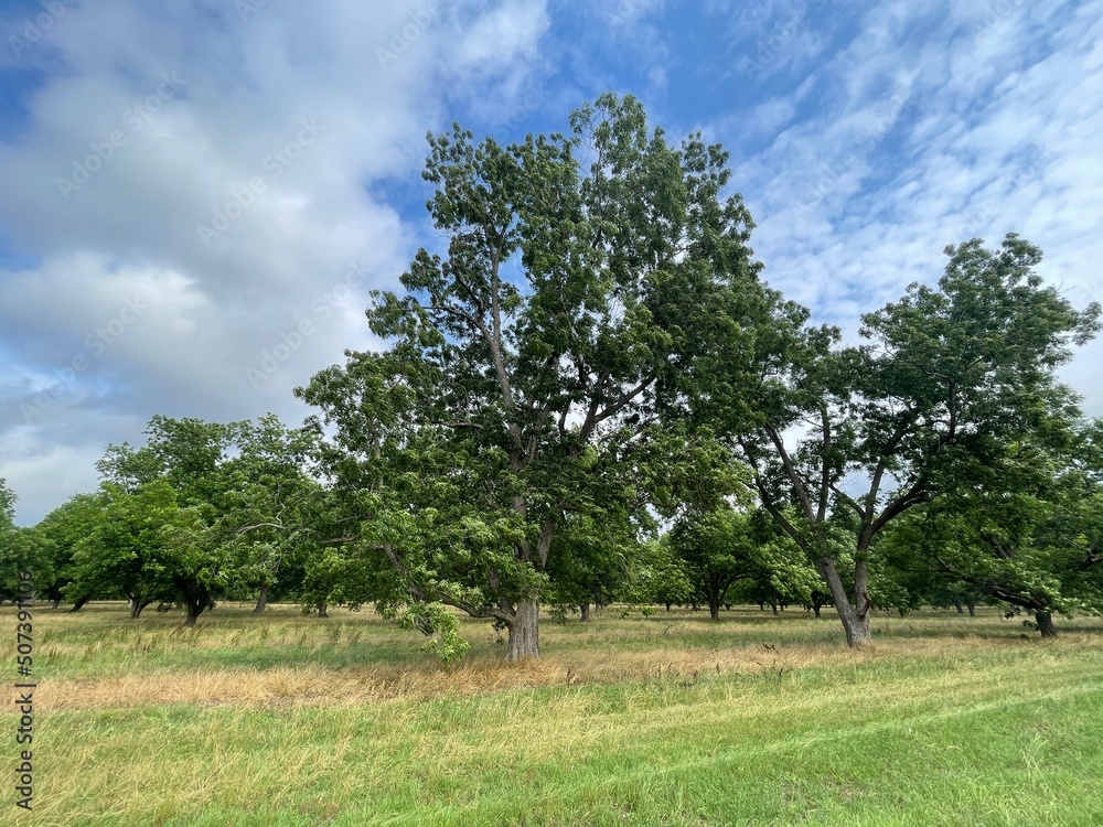 Rural country Pecan Tree plantation orchard blue sky and clouds Rural country Pecan Tree plantation orchard blue sky and clouds