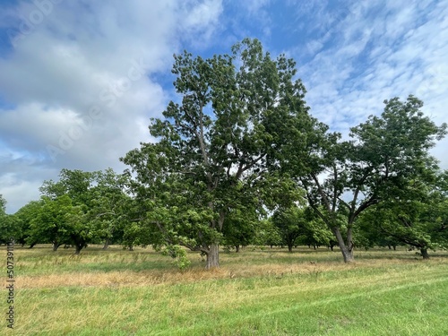 Rural country Pecan Tree plantation orchard blue sky and clouds