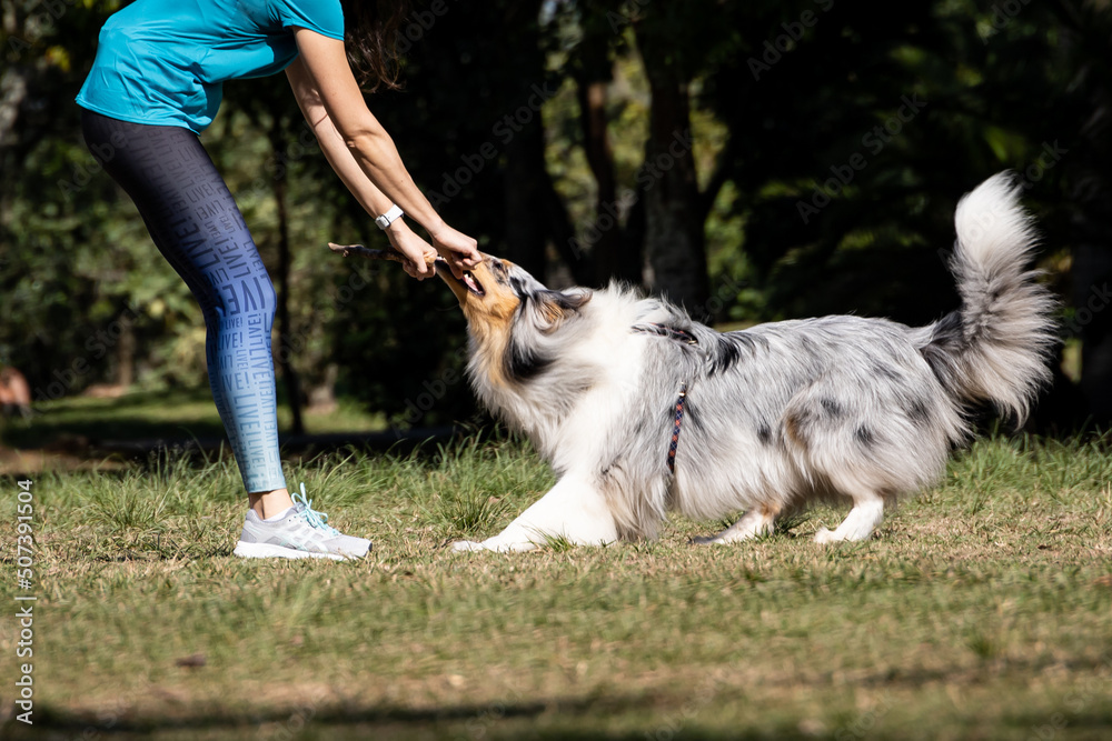 Dog breed - Rough Collie (Long-Haired Collie) play with owner (female) in a clearing in the sun in summer in Brazil. Man and dog are playing. The dog and the man pull the stick.