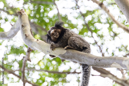 Wied’s marmoset (Callithrix kuhlii), also known as Wied’s black-tufted-ear marmoset are the smallest primate monkeys on earth