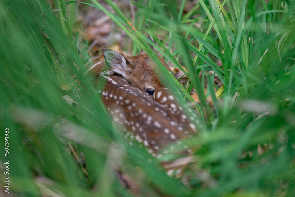 Obraz premium Fawn in the grass
