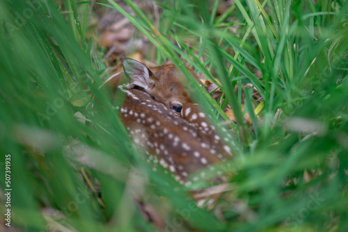 Fawn in the grass © Iktwo