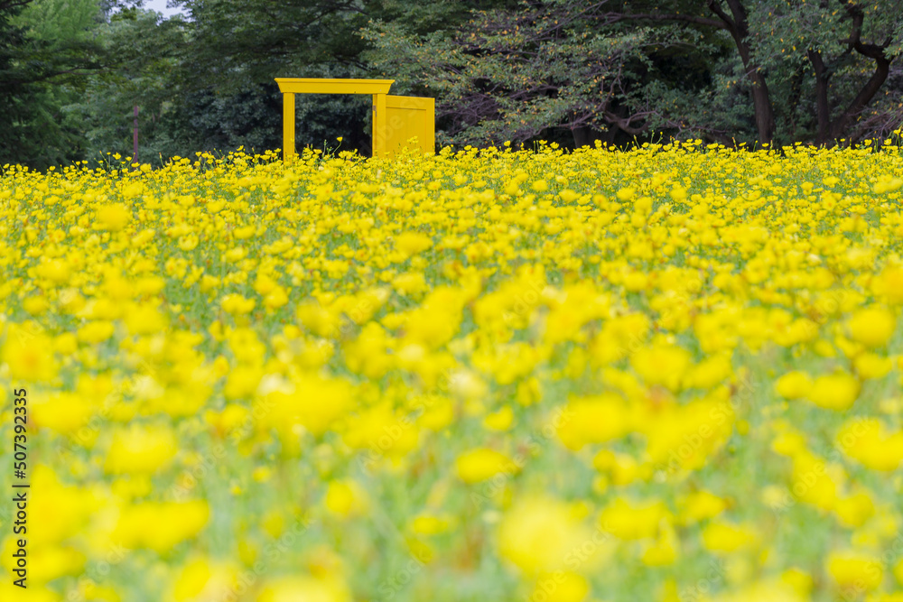 Obraz premium 花 コスモス 植物 クローズアップ 自然, 