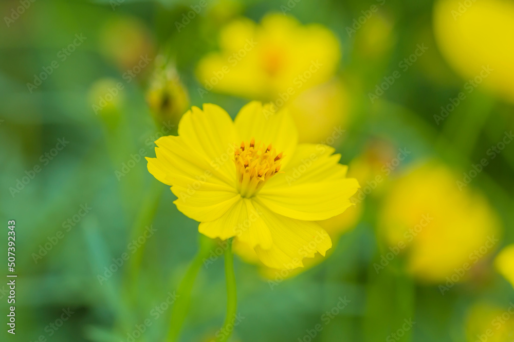 Obraz premium 花 コスモス 植物 クローズアップ 自然, 