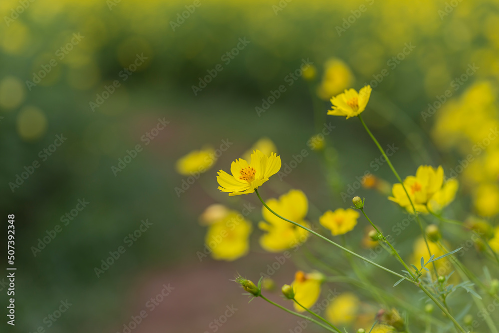 Obraz premium 花 コスモス 植物 クローズアップ 自然, 