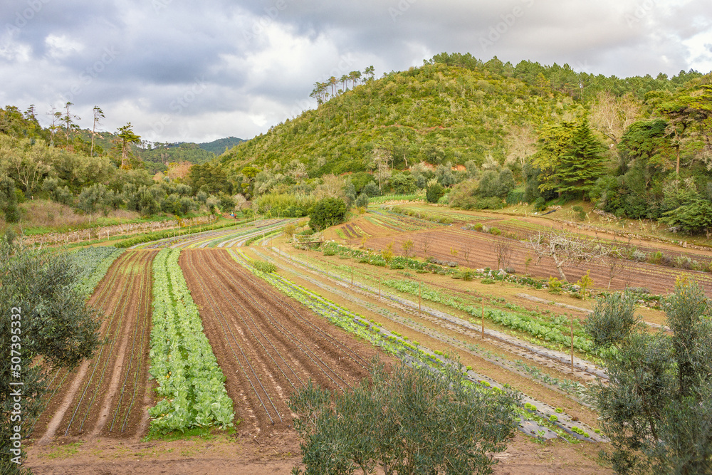 campo, quinta, fazenda, agricultura, rural, horta, legumes