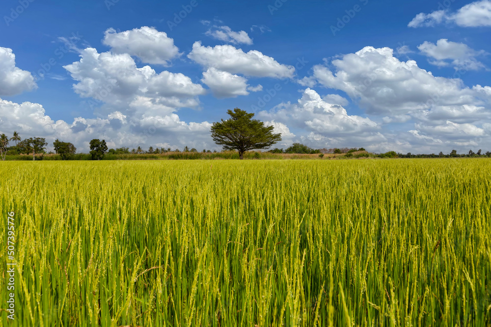Beautiful scenery of rural nature with a green field in the area near Bangkok. With a blue sky as a background, Nonthaburi, Thailand Beautiful scenery of rural nature with a green field in the area near Bangkok. With a blue sky as a background, Nonthaburi, Thailand
