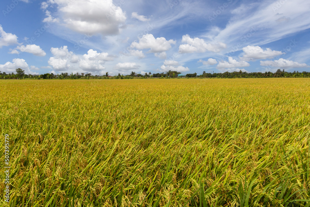 Beautiful scenery of rural nature with a green field in the area near Bangkok. With a blue sky as a background, Nonthaburi, Thailand Beautiful scenery of rural nature with a green field in the area near Bangkok. With a blue sky as a background, Nonthaburi, Thailand