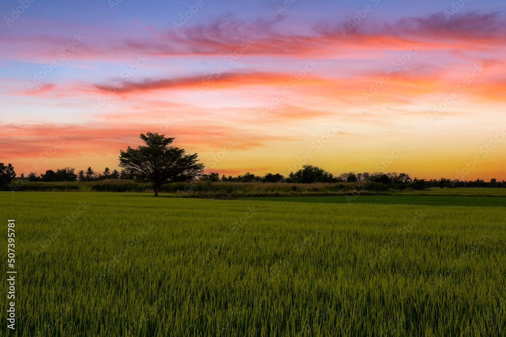 Beautiful scenery of rural nature with a green field in the area near Bangkok. With a sunrise sky as a background, Nonthaburi, Thailand