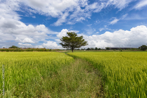Beautiful scenery of rural nature with a green field in the area near Bangkok. With a blue sky as a background, Nonthaburi, Thailand