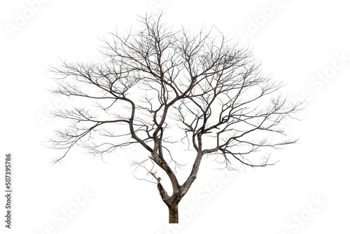 Dead tree isolated on a white background, clipping path