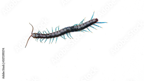 Foto Blue legged centipede isolated on white background