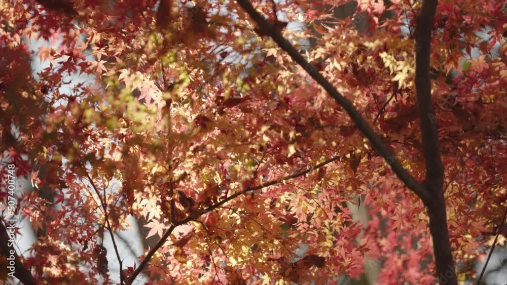 Shooting the leaves of a wild Japanese maple tree from inside the tree Shooting the leaves of a wild Japanese maple tree from inside the tree