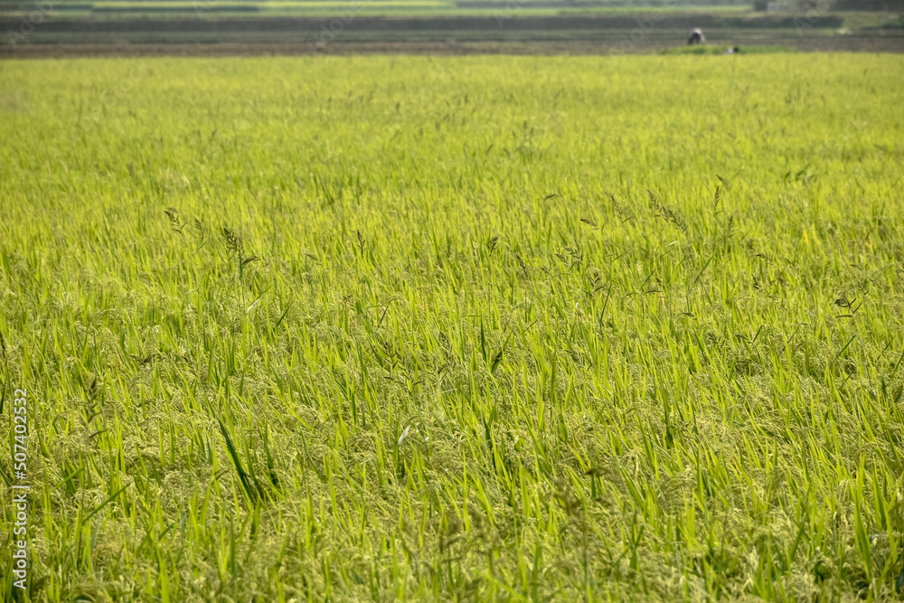 Obraz premium Rice or Paddy plant in the rice field