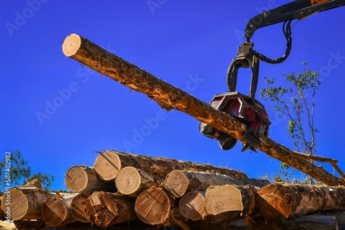 Logging Wood Harvesting