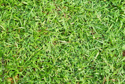 green grass background in football field