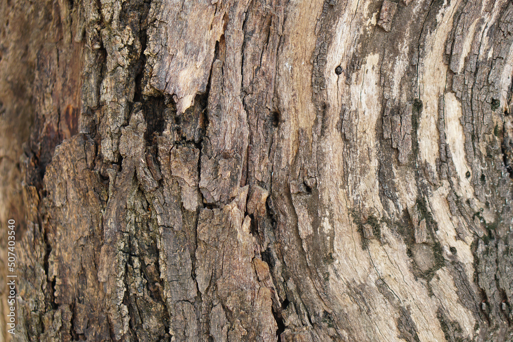 bark background There are cracks in the bark. bark background There are cracks in the bark.