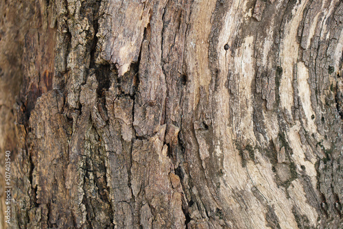 bark background There are cracks in the bark. © buraratn