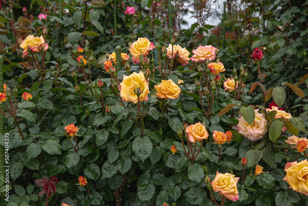 Naklejka premium 薔薇園の薔薇 モナリザ - フランス