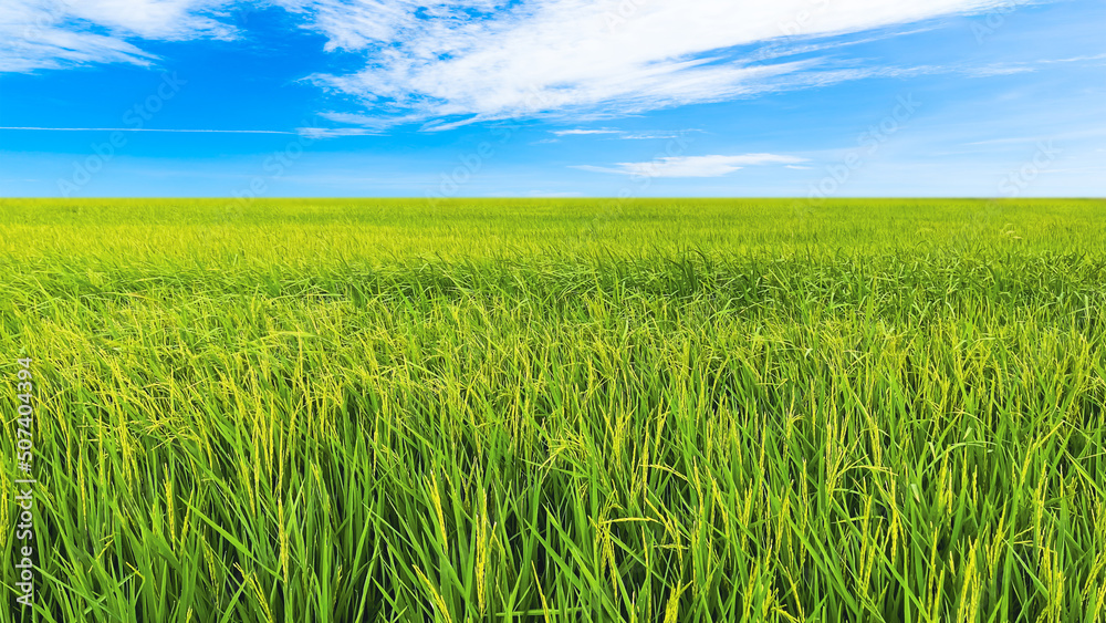 light green rice fields with sky, fresh nature for nature background light green rice fields with sky, fresh nature for nature background