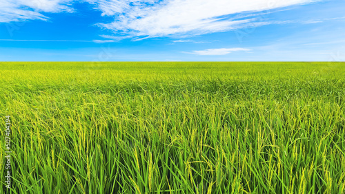 light green rice fields with sky  fresh nature for nature background