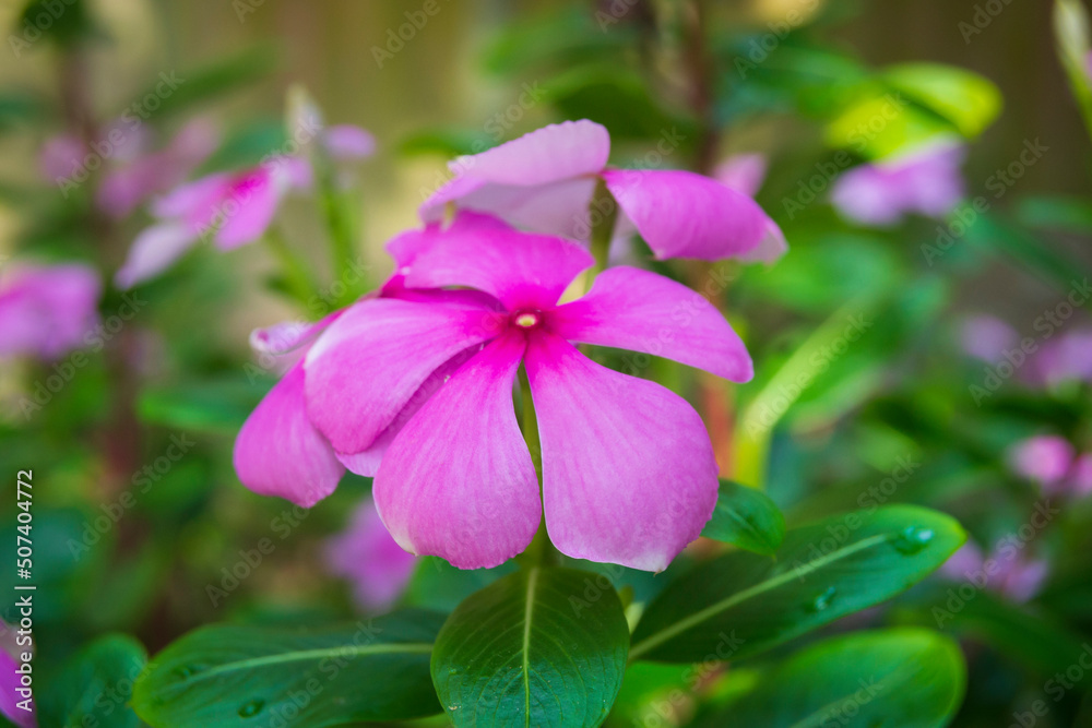 Madagascar Periwinkle Rose Flower background Madagascar Periwinkle Rose Flower background