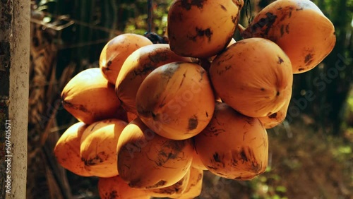 Static shot of hanging orange coconuts sold by a coconut vendor in southern India shot in daylight. photo