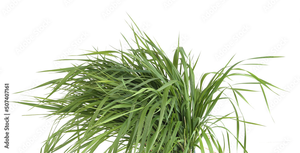Fototapeta premium Bunch of green grass isolated on white background. Grass fed, fresh grass foliage.
