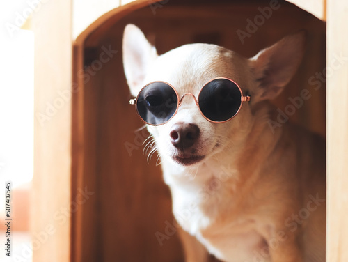 Fototapeta Naklejka Na Ścianę i Meble -  brown short hair chihuahua dog wearing sunglasses, sitting in wooden dog house, looking at camera.