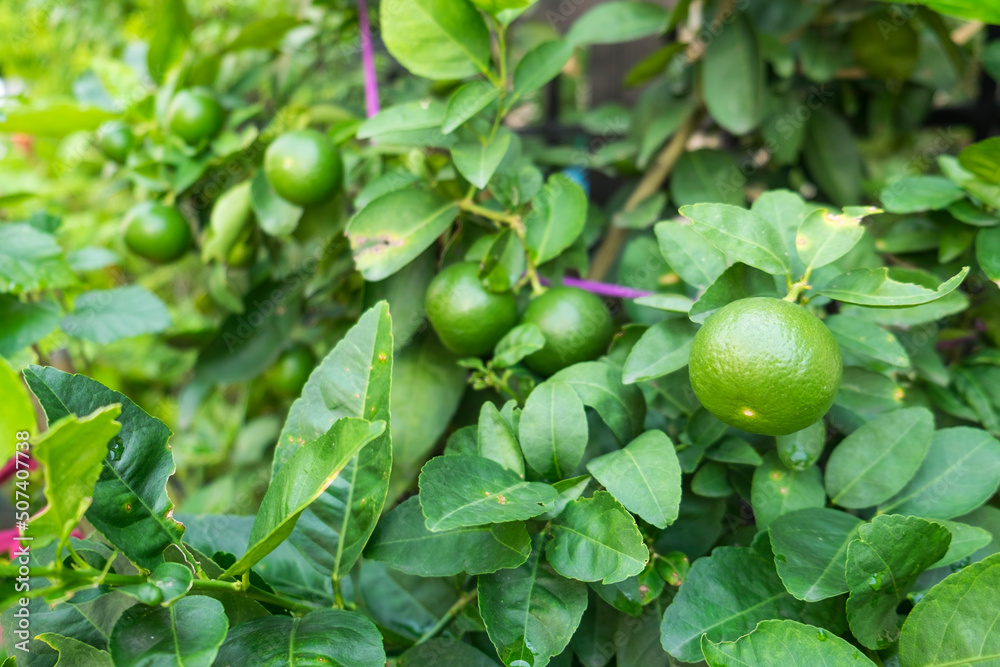Obraz premium Green Paan Lime No1 fruit on the tree