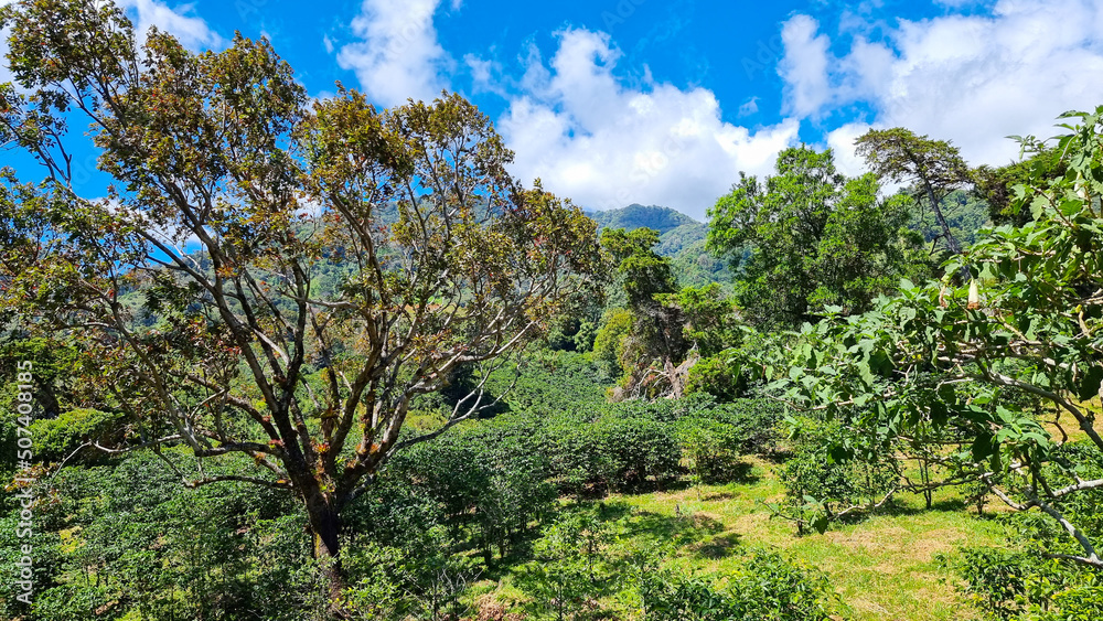 Panama, Chiriqui province, coffee plantations, tropical mountain jungle