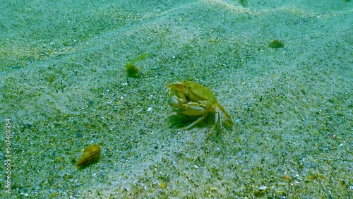 Male and female Swimming crab (Macropipus holsatus), running along the sandy bottom in the Black Sea photo