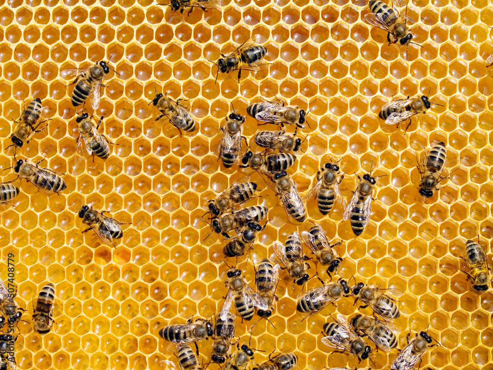 Bees. Bees.