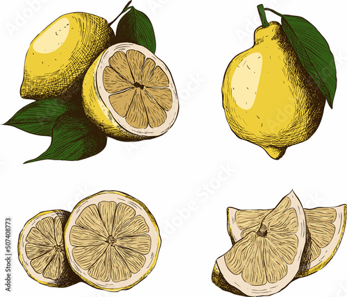 A set of lemon linart pictures. Vector illustration photo