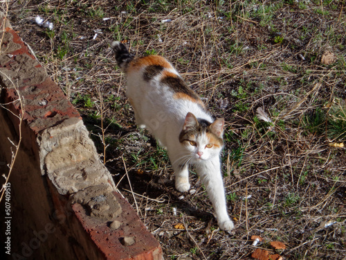 Homeless cat on the lawn. Homeless street tricolor cat. Cat portrait. Cute cat